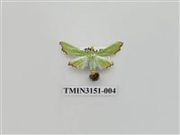 藏品(螟蛾302)的圖片